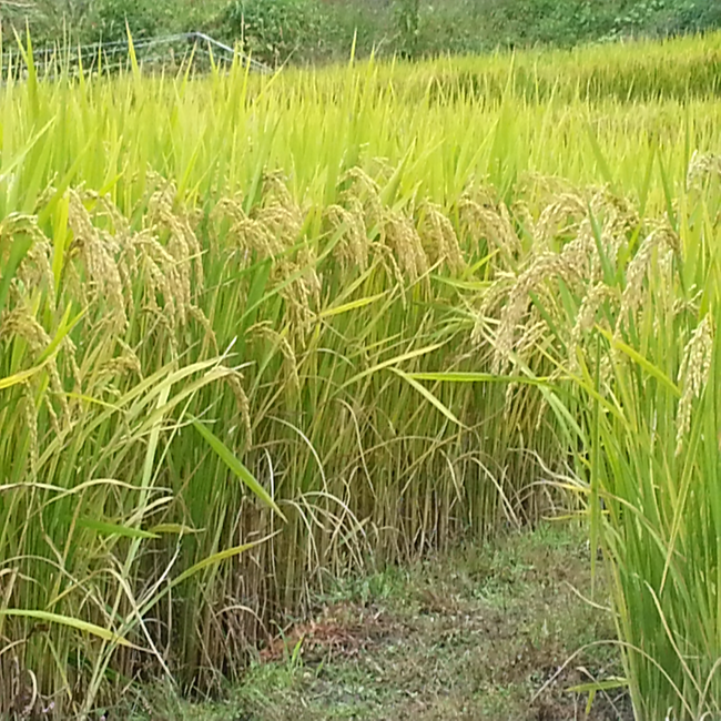 유기농 쌀(백미)